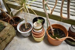 A selection of plants