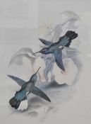 After John Gould (1804-1881, British), coloured prints, 'Buffon's Plumeleteer' and 'Blue Throated S