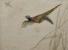 After George Vernon Stokes (British 1873-1954) a limited edition coloured engraving, pheasant in