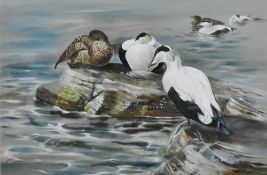 Mary Elliot Lacey (1923-2004) oil on board painting showing eider ducks sitting on rocks by the sea.