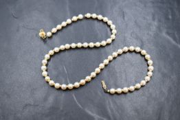 A single row of cultured pearls, having a white to cream lustre interspersed with gold beads and a