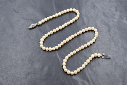 A string of cultured pearls of cream lustre and even form with a silver fish hook clasp,
