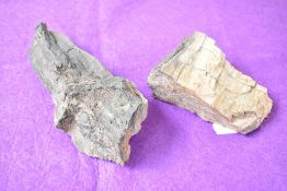 Two petrified wood fossil specimen's, largest 19cm