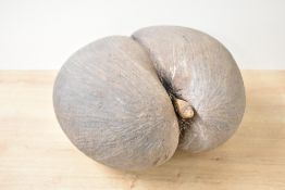 A unpolished Lodoicea Coco De Mar coconut, 26cm