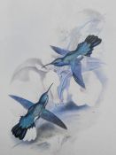 After John Gould (1804-1881, British), coloured prints, 'Buffon's Plumeleteer' and 'Blue Throated