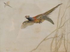 After George Vernon Stokes (British 1873-1954) a limited edition coloured engraving, pheasant in