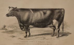 After H Strafford (British 19th century) a group of eight monochrome lithographs of prize cows and