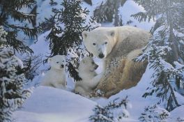After Steven Townsend (British b.1955) 'Warmth of Nature' a large limited edition colour giclee
