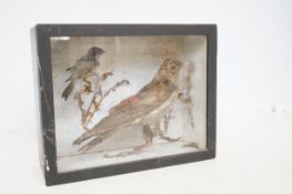 2x Taxidermy birds in shadow box