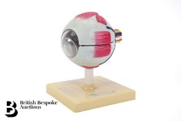 Anatomy Model of the Human Eye