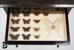 Cabinet of Moths and Butterflies