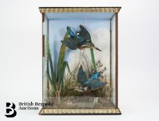 20th Century Taxidermy Group of Kingfishers