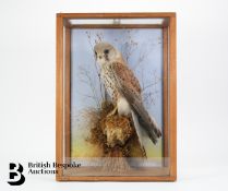 Taxidermy Bird