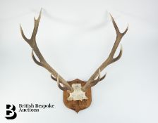 Pair of Stag Antlers