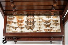 Large Collection of Butterflies, Moths and Other Insects in Collector's Cabinet