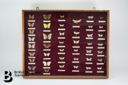 Large Display Case of Butterflies and Moths
