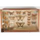 Small Collectors Cabinet of Butterflies and Moths - Image 2 of 16