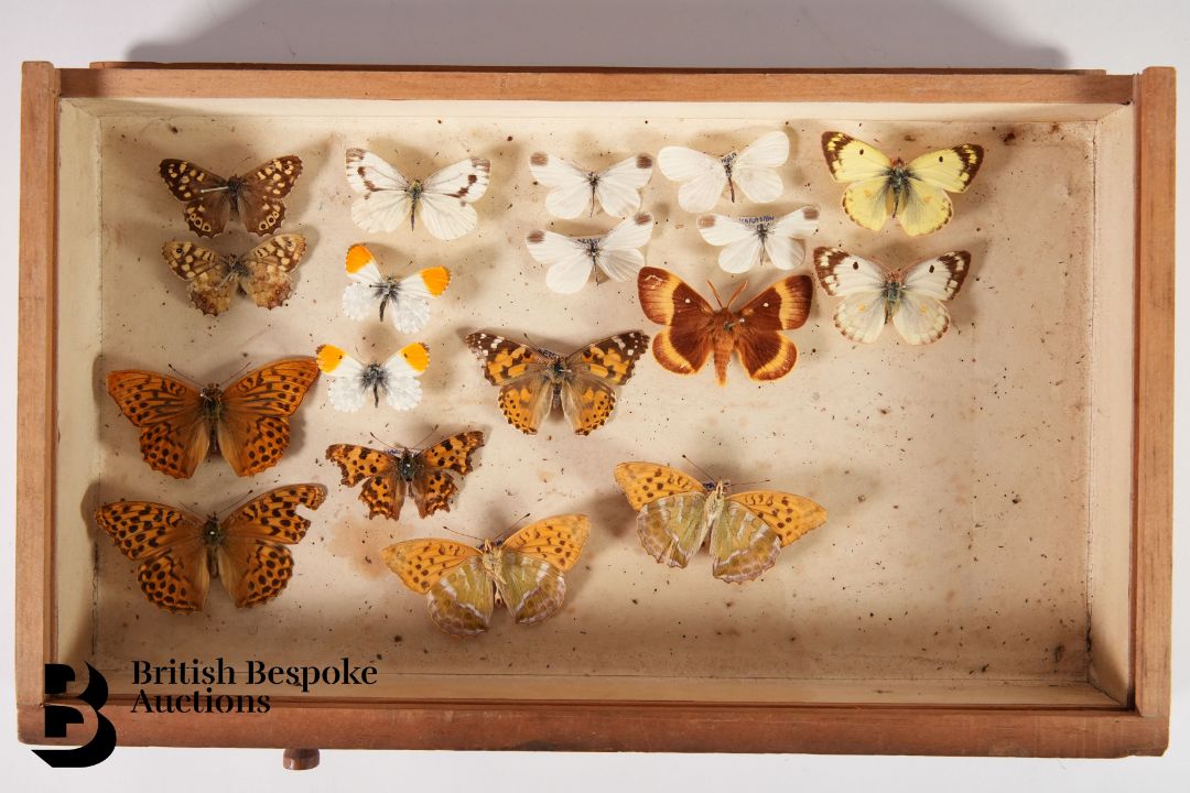 Small Collectors Cabinet of Butterflies and Moths - Image 5 of 16