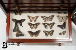 Cabinet of Butterflies and Moths
