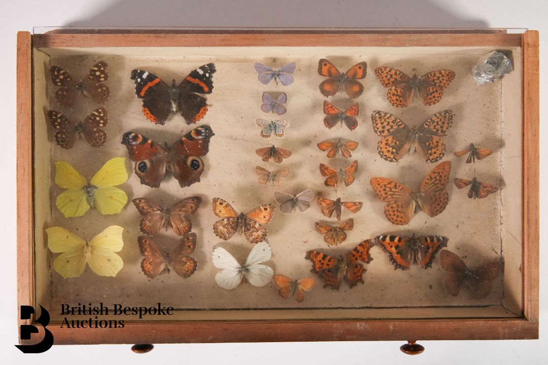 Small Collectors Cabinet of Butterflies and Moths - Image 3 of 16