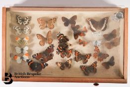 Small Collectors Cabinet of Butterflies and Moths
