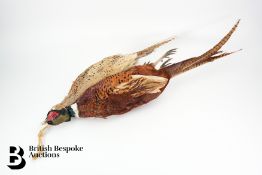 Taxidermy Pheasant Cock and Hen