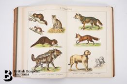 Darstellungen der Bekanntesten Tiere und Pflanzen Picture Book
