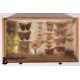 Small Collectors Cabinet of Butterflies and Moths - Image 8 of 16
