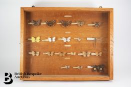 Display Case of Butterflies