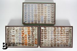 Three Glazed Boxes of Butterflies