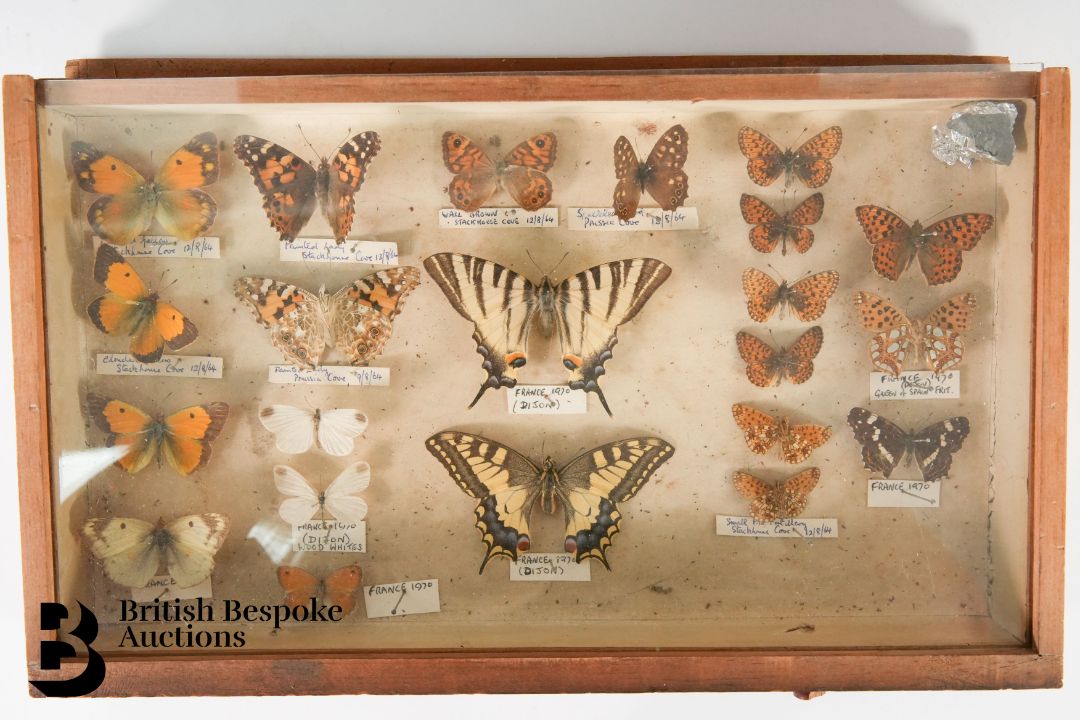 Small Collectors Cabinet of Butterflies and Moths - Image 7 of 16