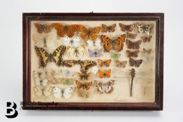 Frame of Butterflies, Dragonfly and Praying Mantis