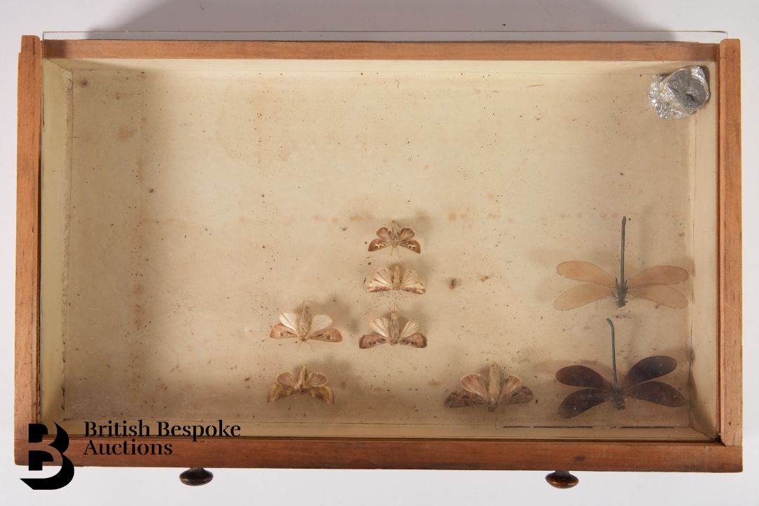 Small Collectors Cabinet of Butterflies and Moths - Image 4 of 16