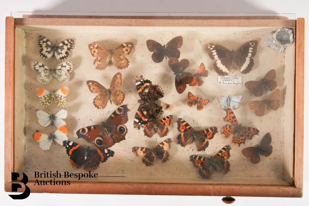 Small Collectors Cabinet of Butterflies and Moths - Image 6 of 16