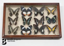 Boxed Case of Taxidermy Butterflies