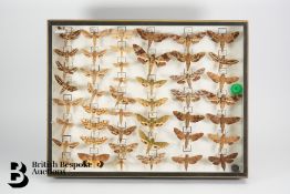 Display Case of Butterflies