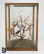 Taxidermy Firecrest