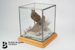 Pair of Taxidermy English Partridge