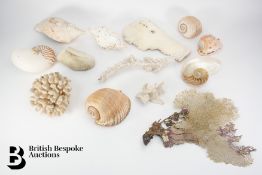Natural History - East African Shells