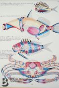 Four Colourful Prints of Fish