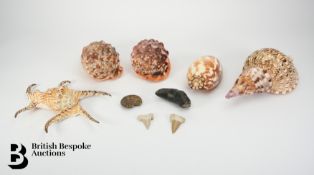 Natural History Interest