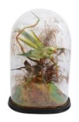Taxidermy. A Victorian ring-necked parakeet