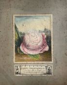 Spooner's Transformations No.5. The Royal Rose of England