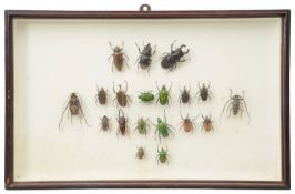 A glazed wall hanging display case of preserved tropical beetles