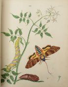Wilkes. 120 Copper-Plates of English Moths + Butterflies