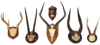 A collection of sporting trophies