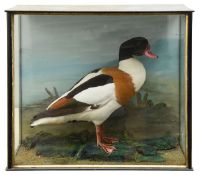 Taxidermy. A cased Common Shelduck (Tadorna tadorna)