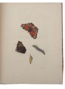 Lewin. W. The Papilios of Great Britain, 1794