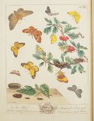 Harris, M. The Aurelian A Natural History of English Moths and Butterflies