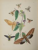 Westwood. J. O. The Cabinet of Oriental Entomology